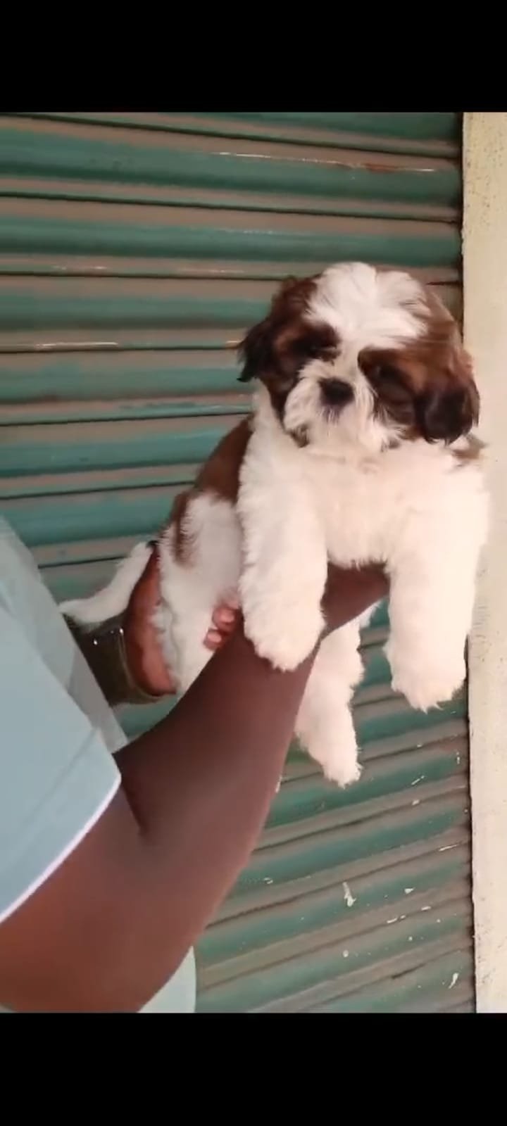 Buy Male shih tzu  Puppy from Bangalore